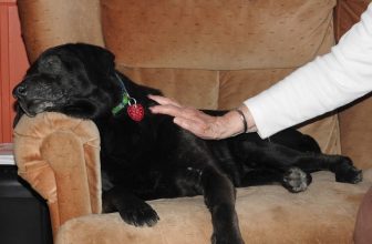 E’ malato e pensano di abbatterlo: cane anziano felicemente adottato