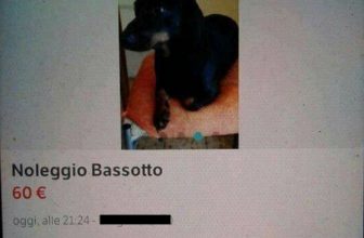 L’ultima idiozia: il cane a noleggio