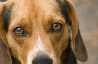Secrezione oculare nel cane