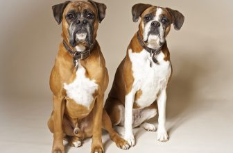 Il cane ha “bisogno” di accoppiarsi?