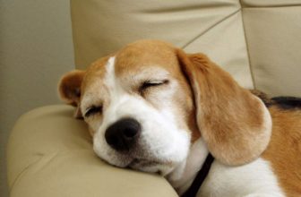Cosa succede se il cane non dorme abbastanza?