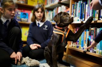 Bambini più concentrati e Civili con un Cane in Classe