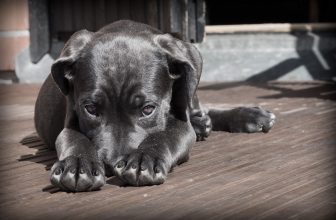 Avvelenamento da Shampoo, Bagnoschiuma e Detergenti nel Cane
