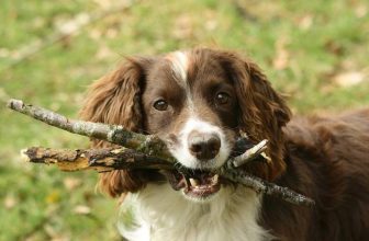 Cane possessivo: ecco perché e come comportarsi