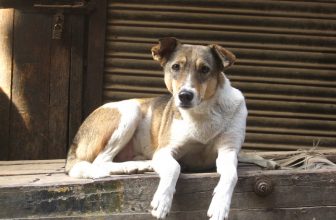 Rogna sarcoptica nel cane: scabbia