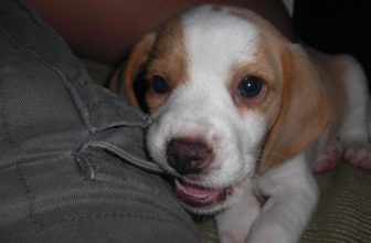 Cani rubati ai proprietari: sempre più casi in tutta Italia