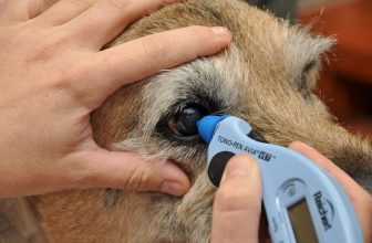 Glaucoma nel cane