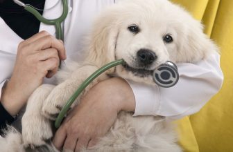 Cane epilettico: costi triplicati per le cure. Firmiamo la petizione!