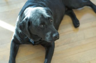 Perchè il cane marca con la pipi dentro casa?