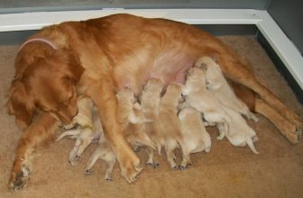 Le cucciolate domestiche: perchè è una pessima idea
