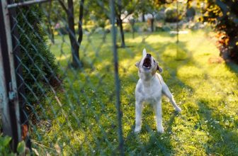 Tenta di avvelenare il cane della vicina: denunciato