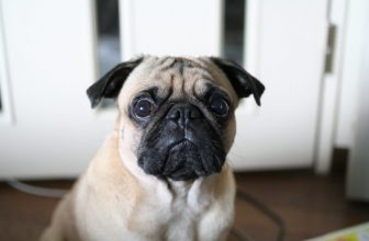 Usare le maniere forti con il cane: perché non farlo mai