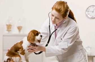 L’insufficenza cardiaca nel cane