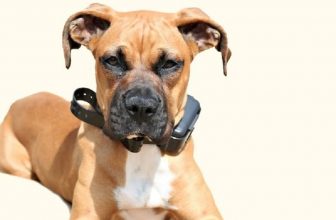 Usa il collare elettrico per addestrare il cane: denunciato un 67enne