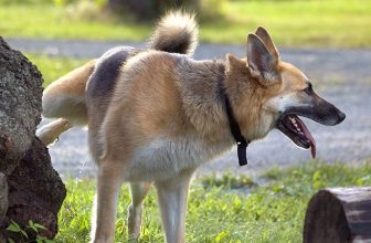 A che età il cane alza la zampa per fare pipi?