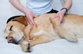 4 indizi che il cane ha problemi alle articolazioni