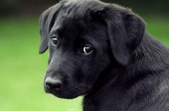 Come approcciarsi ad un cane timido