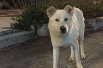 Al via il processo per i 4 killer del Cane Angelo