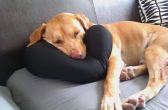 Il cane su letti e divani