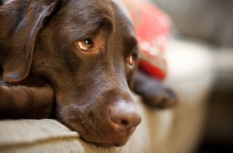 Il sincronismo delle emozioni fra il cane e il suo umano