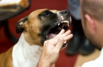 Il cane ha morso un passante o un altro cane: cosa fare? cosa rischio?