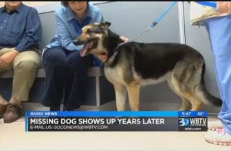Dopo 4 anni il Cane torna a casa e “bussa” alla porta