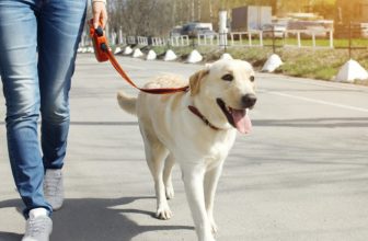 Il tuo cane è buono con tutti? Rispetta ugualmente gli altri cani (e gli altri umani)