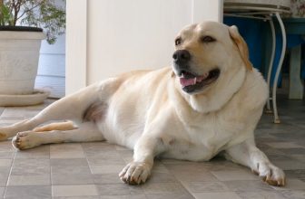 Faenza: uomo morso ad una mano per separare due cani che litigavano