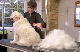 FURminator: spazzola per cani a pelo lungo o corto