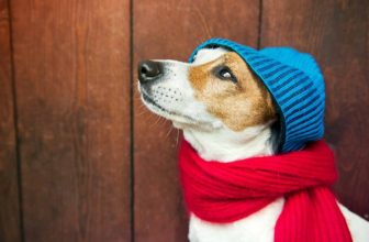 L’ipotermia nel cane