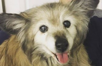 La Storia di Jaripo, Cane di 18 anni che ha rischiato la soppressione