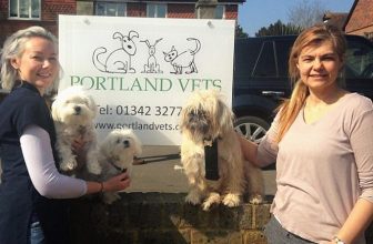 Gran Bretagna: Pappagallo avvelena 3 Cani