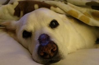 La mielopatia degenerativa nel cane