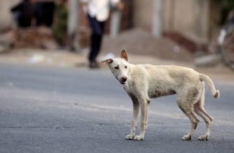 Cassazione: accudire un cane randagio ti rende responsabile delle sue azioni