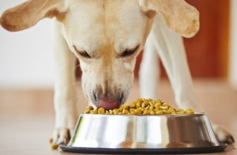 Togliere la ciotola al cane mentre mangia: perchè non farlo mai