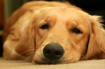 Cardiomiopatia dilatativa nel cane