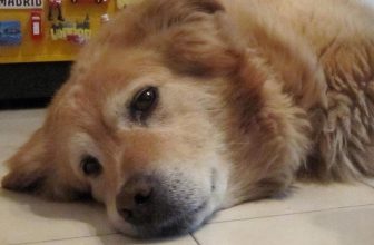 Lettera di un cane al suo umano poco prima di morire