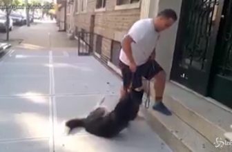 Il padrone trascina il Cane che non vuole tornare a casa