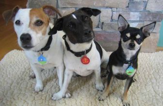 L’importanza del microchip e della medaglietta del cane