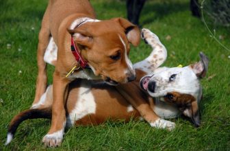 Il cane dominante