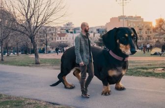 I cani di piccola taglia sanno di essere così piccoli?