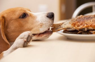 Il cane ruba da tavola: perchè? Cosa fare?
