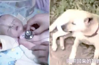 Neonato sepolto vivo in Cina: un Cane lo salva
