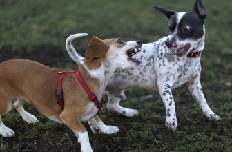 Il nostro atteggiamento dopo un litigio del cane