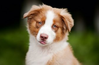 L’adolescenza del cane: crisi in arrivo