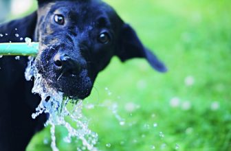Quanta acqua deve bere il cane?