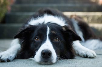 L’epilessia e l’attacco Epilettico nel Cane