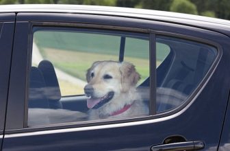 Bufala: Cane in macchina sotto il sole? Fare foto e rompere il vetro