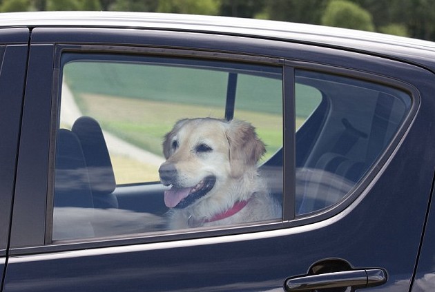 Risultati immagini per cane finestrino auto