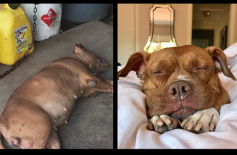 Dopo 8 anni legata ad un catena, un cane trova finalmente la casa dei suoi sogni